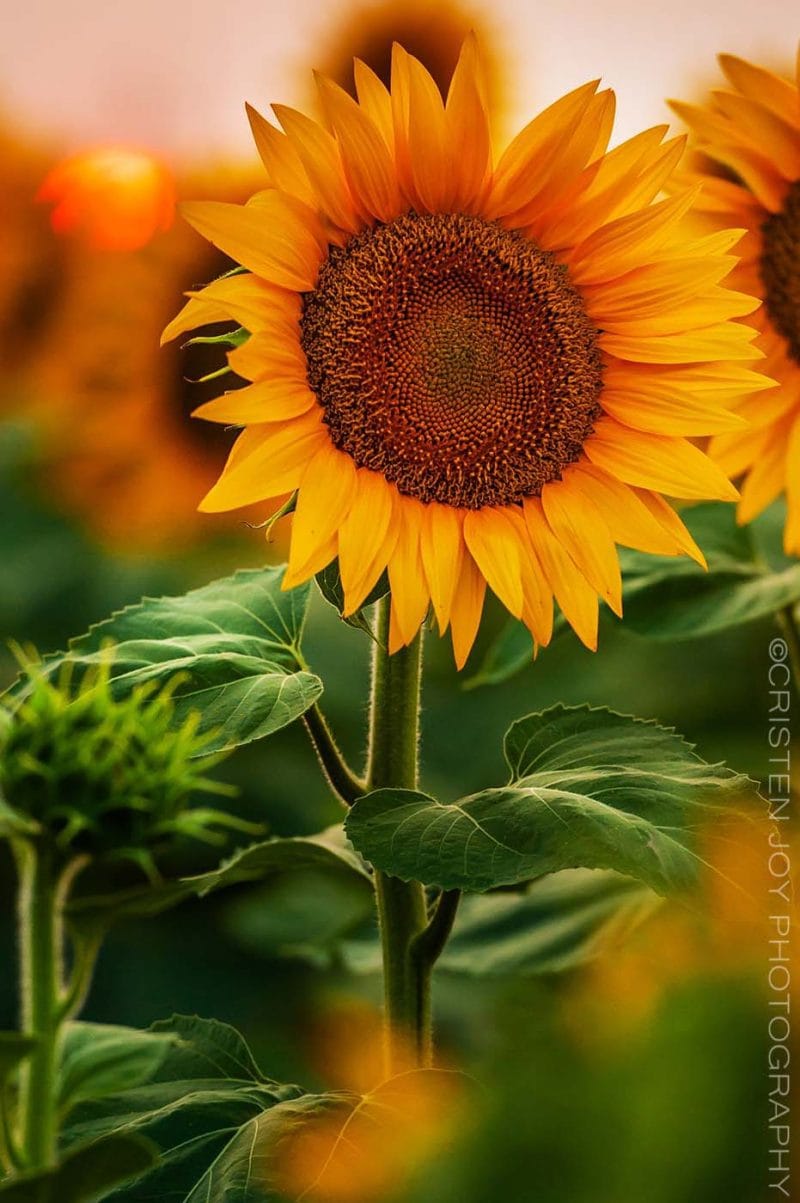 Blazing Sun Custom Print