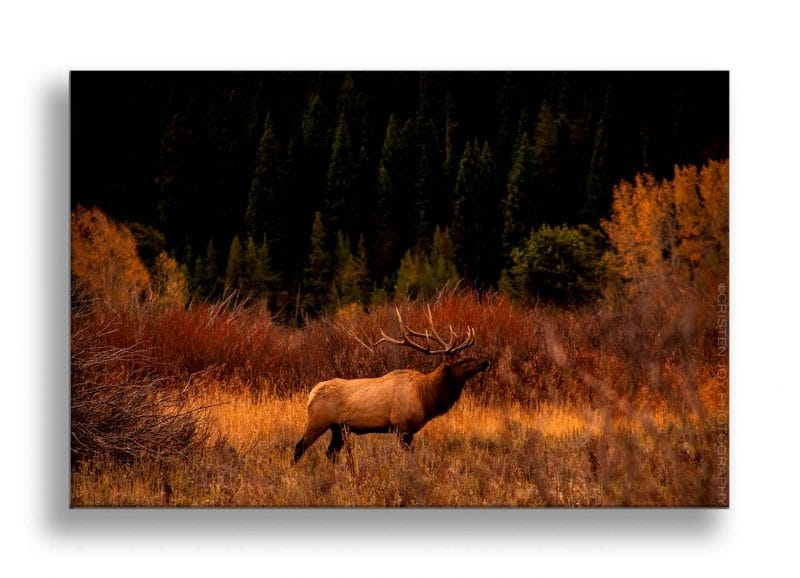 Bugling Elk Custom Print