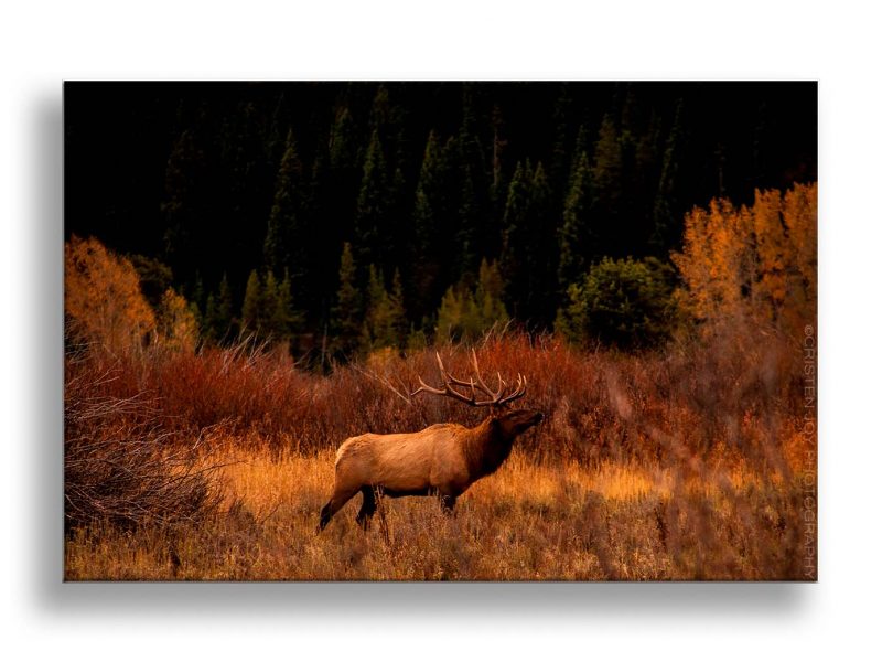 Bugling Elk Custom Print