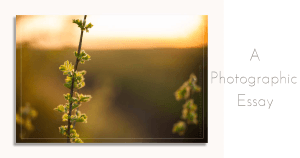 Read more about the article The Prairie in Spring