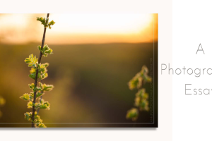 The Prairie in Spring