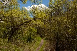 Centennial Trail #2 | Summer
