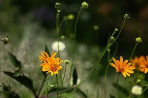 Read more about the article Bright Shiny Things