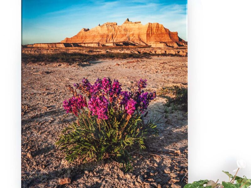 Vibrant Beauty 20×30 Acrylic Glass Print