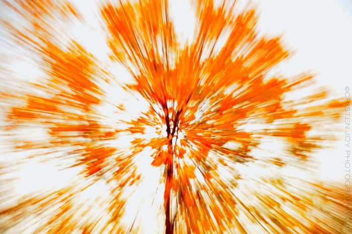 Abstract Leaves © Cristen J. Roghair http://cristenjoyphotography.com