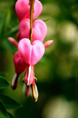 Bleeding Heart © Cristen J. Roghair http://cristenjoyphotography.com