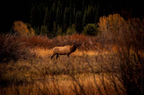 Bugling Elk © Cristen J. Roghair http://cristenjoyphotography.com