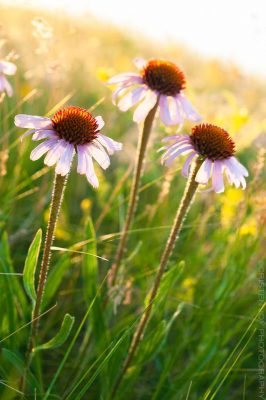 Coneflowers  © Cristen J. Roghair http://cristenjoyphotography.com