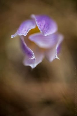 Pasque © Cristen J. Roghair http://cristenjoyphotography.com