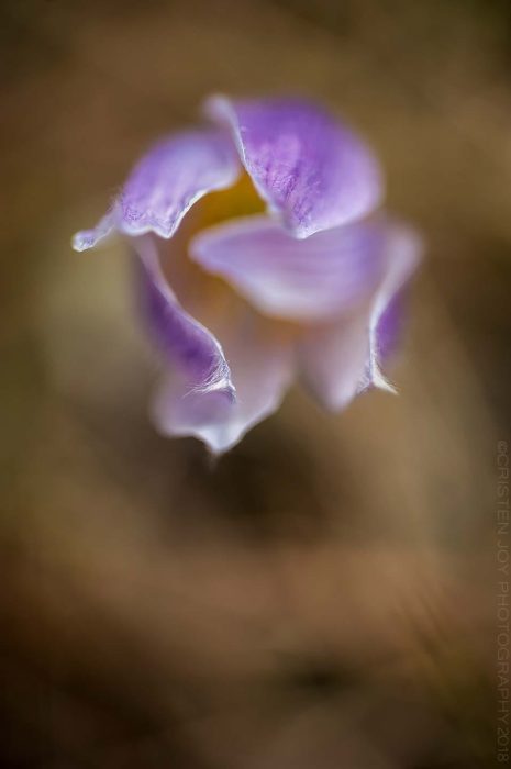 Pasque © Cristen J. Roghair http://cristenjoyphotography.com