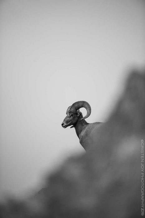 Regal © Cristen J. Roghair http://cristenjoyphotography.com