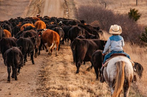 Drivin’ Cattle © Cristen J. Roghair http://cristenjoyphotography.com Drivin' Cattle