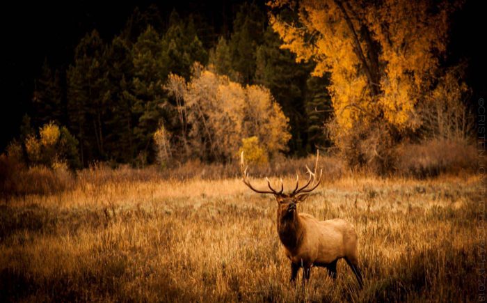 Elk © Cristen J. Roghair http://cristenjoyphotography.com