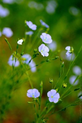 Flax © Cristen J. Roghair http://cristenjoyphotography.com