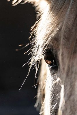 Gentle Gaze © Cristen J. Roghair http://cristenjoyphotography.com