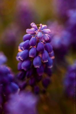Grape Hyacinth  © Cristen J. Roghair http://cristenjoyphotography.com
