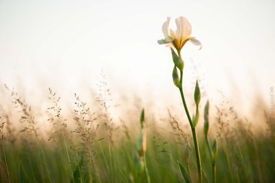 Let Me Be Wild © Cristen J. Roghair http://cristenjoyphotography.com