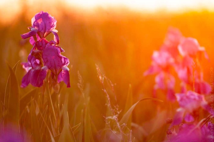 Light in the Garden  © Cristen J. Roghair http://cristenjoyphotography.com