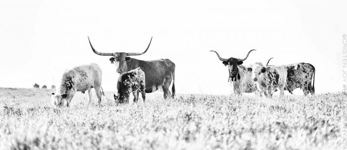 Longhorns