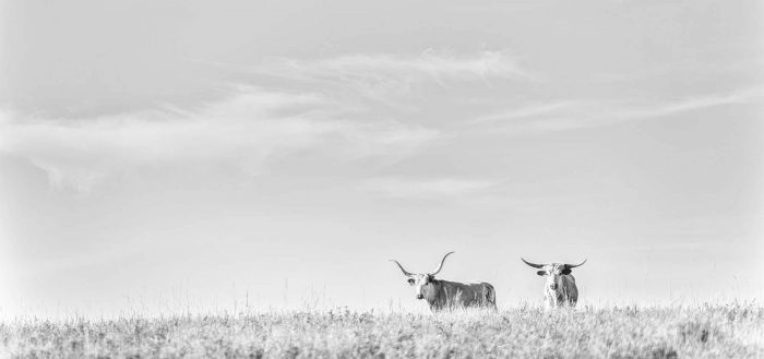 Longhorns2 Longhorns2