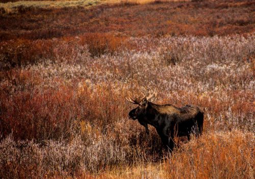 Moose © Cristen J. Roghair http://cristenjoyphotography.com