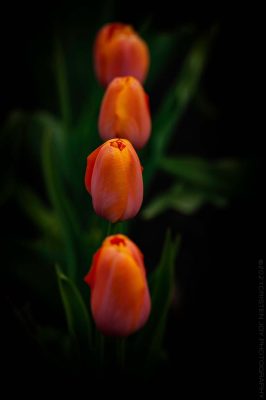 © 2021 Cristen J. Roghair, All Rights Reserved | http://cristenjoyphotography.com