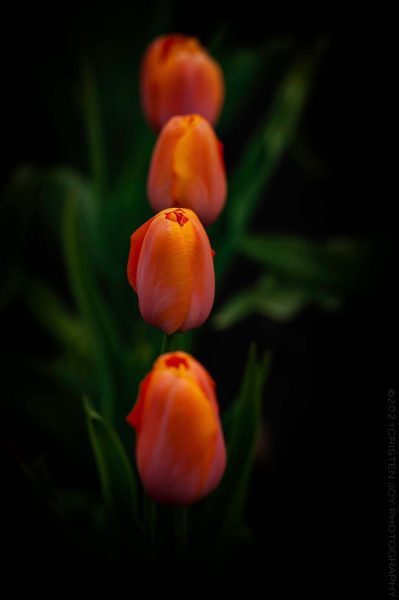 Perfection © 2021 Cristen J. Roghair, All Rights Reserved | http://cristenjoyphotography.com