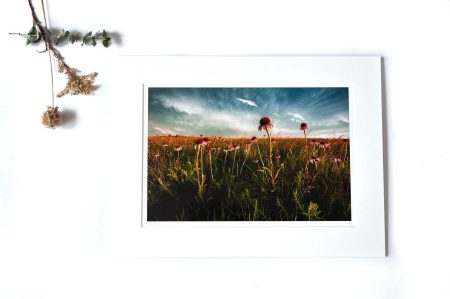 ©Cristen J. Roghair, 2019, ALL RIGHTS RESERVED |http://
 cristenjoyphotography.com