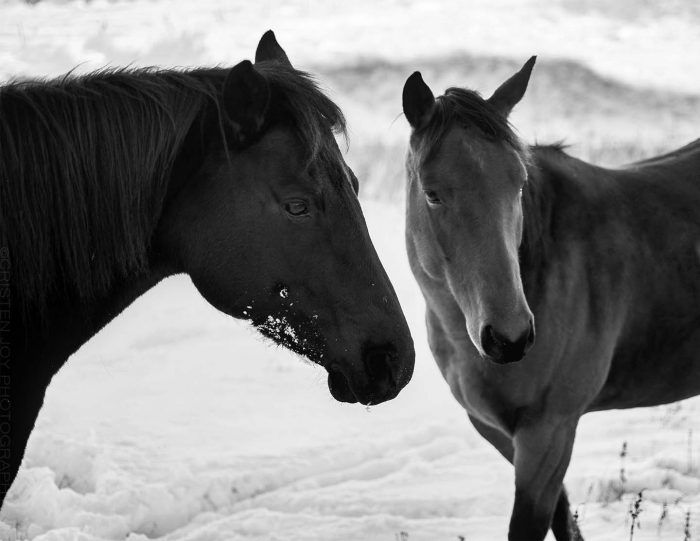 The Mares © Cristen J. Roghair http://cristenjoyphotography.com