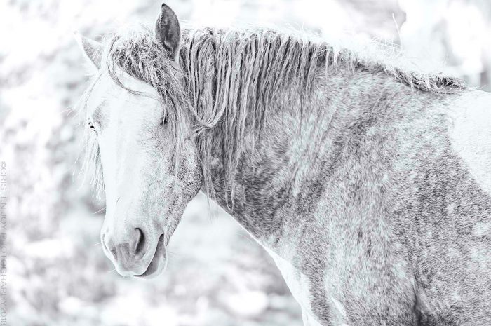 The Wise One © Cristen J. Roghair http://cristenjoyphotography.com