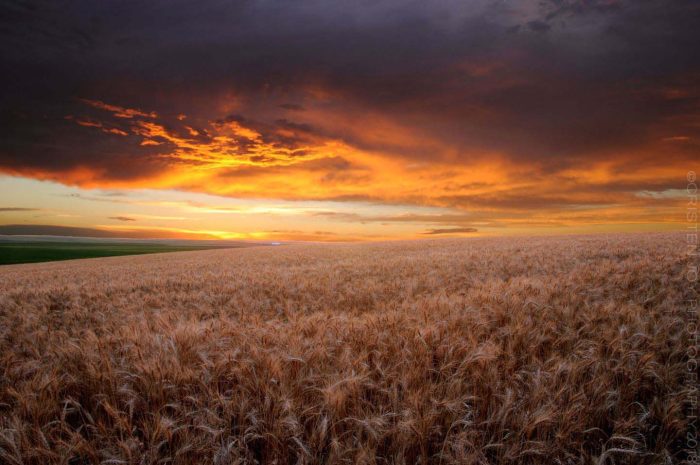 Wheat Field at Sunset © Cristen J. Roghair http://cristenjoyphotography.com Wheat Field at Sunset