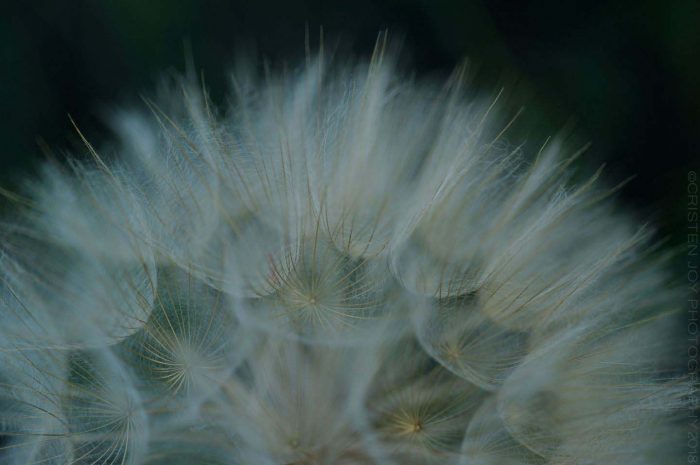 Yellow Salsify © Cristen J. Roghair http://cristenjoyphotography.com